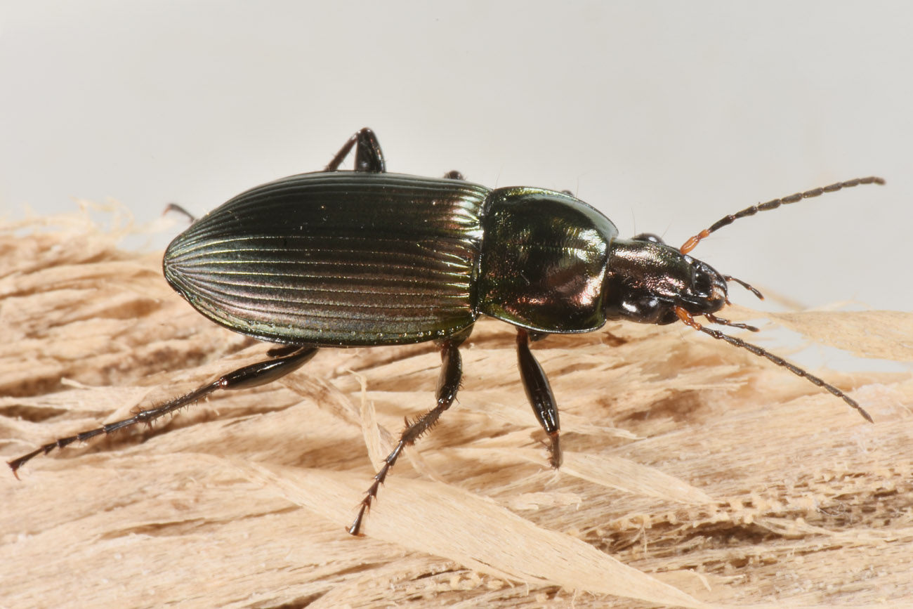 Carabidae: Poecilus cupreus?